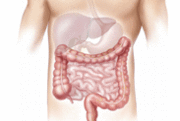 Digestive System