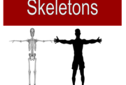 Skeletal System