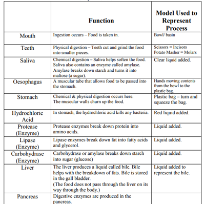 Digestive System Function Chart