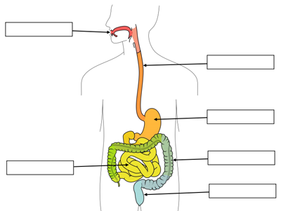 Digestive System - Scoilnet