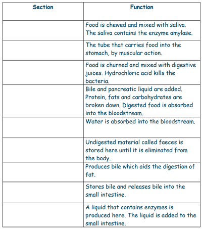 Digestive System Flow Chart Worksheet