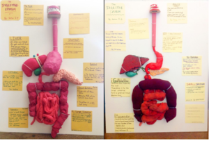 Digestive System - Scoilnet