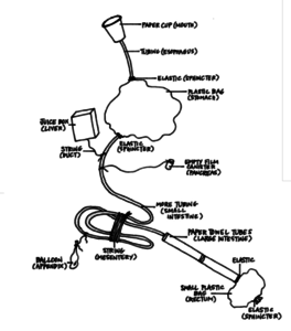 Digestive System - Scoilnet
